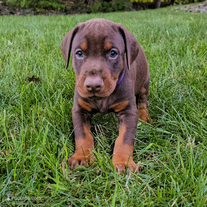 AKC Registered Full European Doberman Pinscher - Female – Doberman Pinscher puppy for sale in Miami, FL