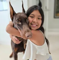 AKC Registered Full European Doberman Pinscher - Female, a  Doberman Pinscher for sale in Miami, FL – 9 of 10