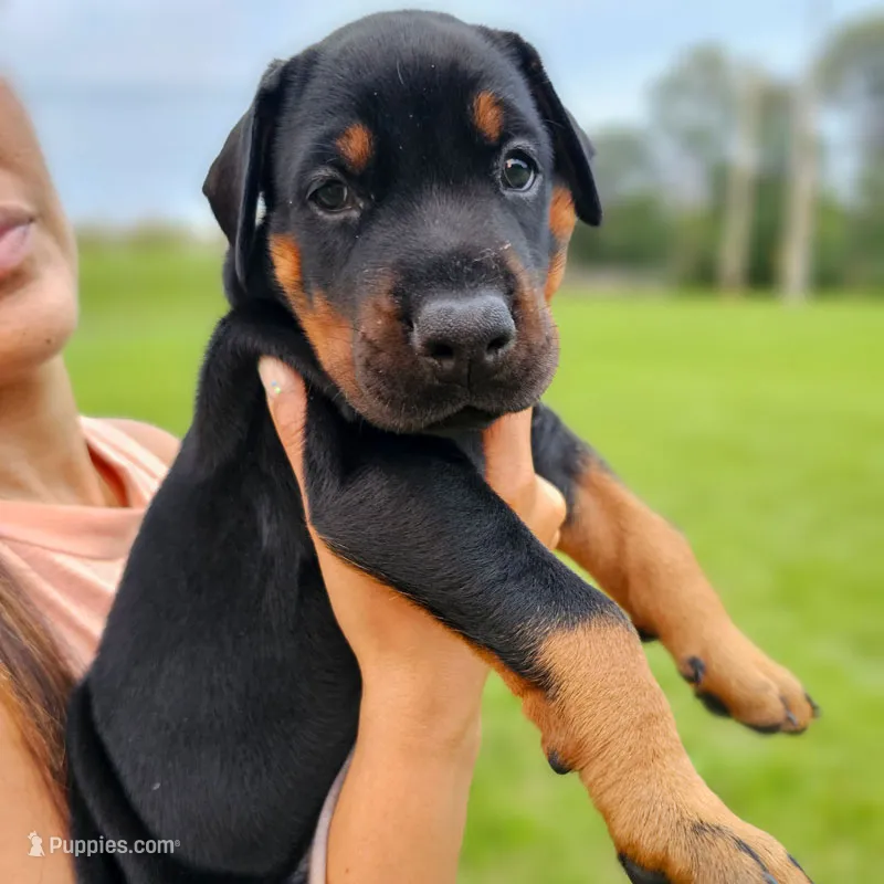 AKC Registered Full European Doberman Pinscher - Male – Doberman Pinscher puppy for sale in Miami, FL