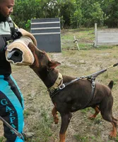 AKC Registered Full European Dobermann Pinscher - Male, a male Doberman Pinscher for sale in Miami, FL – 8 of 10