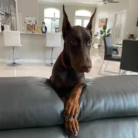 AKC Registered Full European Doberman Pinscher - Female, a  Doberman Pinscher for sale in Miami, FL – 10 of 10
