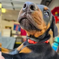 AKC Registered Full European Dobermann Pinscher - Female, a female Doberman Pinscher for sale in Miami, FL – 2 of 10