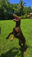 AKC Full Euro Doberman Pups  - Male, a  Doberman Pinscher for sale in Miami, FL – 9 of 10