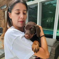 AKC Registered Full European Dobermann Pinscher - Female, a female Doberman Pinscher for sale in Miami, FL – 10 of 10