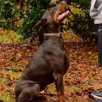 AKC Full Euro Doberman Pups, a  Doberman Pinscher for sale in Miami, FL – Photo 7 of 10