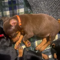 AKC Full Euro Doberman Pups, a  Doberman Pinscher for sale in Miami, FL – Photo 3 of 10