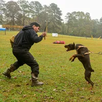 AKC Full Euro Doberman Pups, a  Doberman Pinscher for sale in Miami, FL – Photo 10 of 10