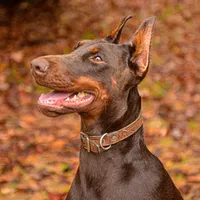 AKC Full Euro Doberman Pups, a  Doberman Pinscher for sale in Miami, FL – Photo 8 of 10