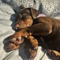 AKC Full Euro Doberman Pups, a  Doberman Pinscher for sale in Miami, FL – Photo 2 of 10