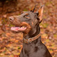 AKC Registered Full European Doberman Pinscher - Female, a  Doberman Pinscher for sale in Miami, FL – 4 of 10