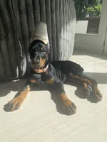 AKC Registered Full European Doberman Pinscher - Female, a  Doberman Pinscher for sale in Miami, FL – 9 of 10