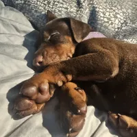 AKC Registered Full European Dobermann Pinscher - Female, a female Doberman Pinscher for sale in Miami, FL – 6 of 10