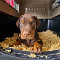 AKC Registered Full European Dobermann Pinscher - Male, a male Doberman Pinscher for sale in Miami, FL – 3 of 10