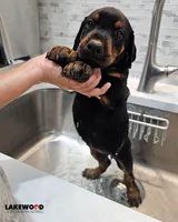 AKC Registered Full European Doberman Pinscher - Female, a  Doberman Pinscher for sale in Miami, FL – 7 of 10