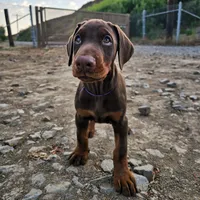 AKC Registered Full European Doberman Pinscher - Female, a  Doberman Pinscher for sale in Miami, FL – 7 of 10