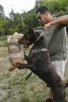 AKC Registered Full European Dobermann Pinscher - Male, a male Doberman Pinscher for sale in Miami, FL – 10 of 10