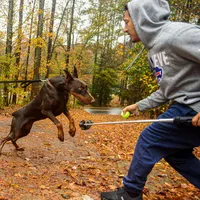 AKC Registered Full European Dobermann Pinscher - Female, a female Doberman Pinscher for sale in Miami, FL – 3 of 10