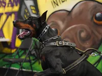 AKC Registered Full European Dobermann Pinscher - Male, a male Doberman Pinscher for sale in Miami, FL – 8 of 10