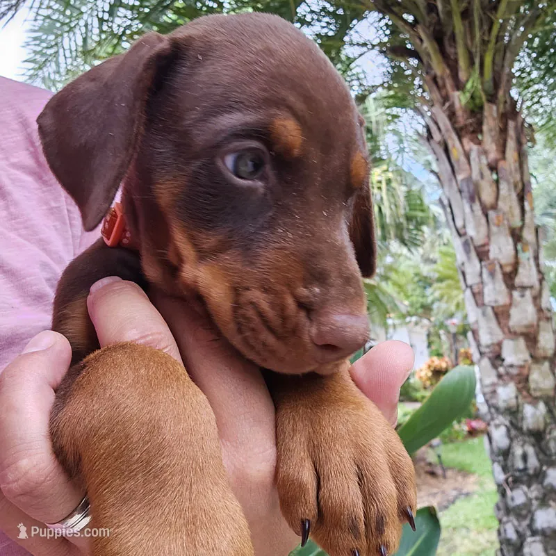 AKC Full European Dobermann – Red & Rust Female – Litter N – Doberman Pinscher puppy for sale in Miami, FL