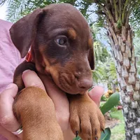 AKC Registered Full European Dobermann Pinscher - Female, a female Doberman Pinscher for sale in Miami, FL – 2 of 10