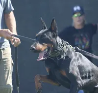 AKC Registered Full European Doberman Pinscher - Male, a  Doberman Pinscher for sale in Miami, FL – 4 of 10