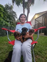 AKC Full Euro Doberman Pups  - Female , a  Doberman Pinscher for sale in Miami, FL – 8 of 10