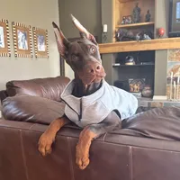 AKC Registered Full European Doberman Pinscher - Male , a  Doberman Pinscher for sale in Miami, FL – 6 of 10