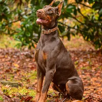 AKC Registered Full European Dobermann Pinscher - Female, a female Doberman Pinscher for sale in Miami, FL – 7 of 10