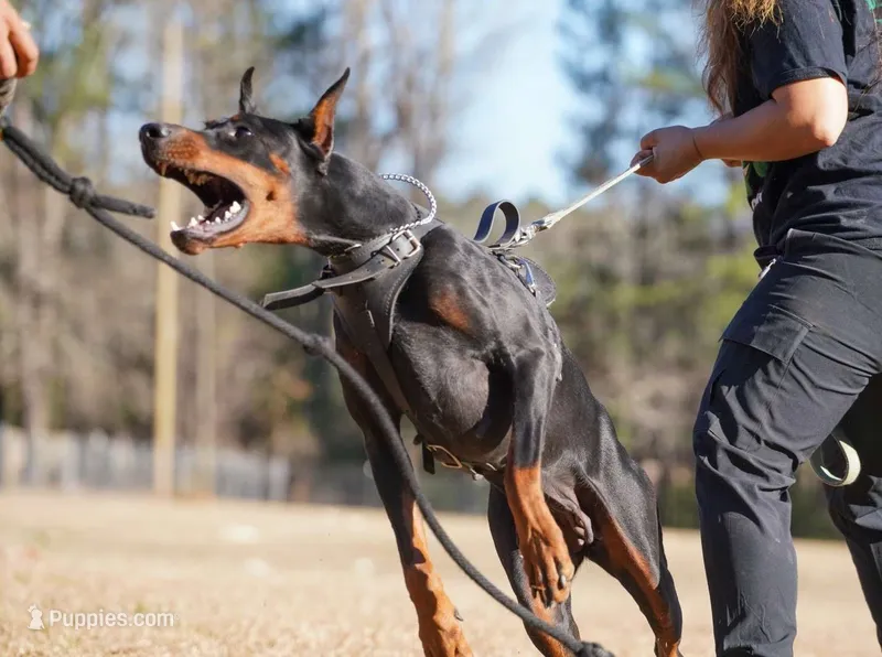 AKC Registered Full European Dobermann Pinscher - Female – Doberman Pinscher puppy for sale in Miami, FL
