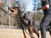 AKC Registered Full European Dobermann Pinscher - Female, a female Doberman Pinscher for sale in Miami, FL – 1 of 10