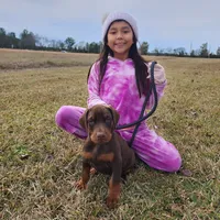 AKC Registered Full European Dobermann Pinscher - Female, a female Doberman Pinscher for sale in Miami, FL – 8 of 10