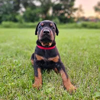 AKC Registered Full European Dobermann Pinscher - Female, a female Doberman Pinscher for sale in Miami, FL – 5 of 10