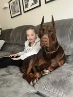 AKC Registered Full European Doberman Pinscher - Male , a  Doberman Pinscher for sale in Miami, FL – 9 of 10