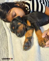 AKC Registered Full European Doberman Pinscher - Female, a  Doberman Pinscher for sale in Miami, FL – 8 of 10