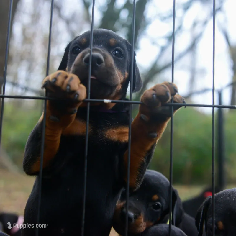 AKC Full European Dobermann – Black & Rust Female – Litter N – Doberman Pinscher puppy for sale in Miami, FL