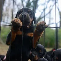 AKC Registered Full European Dobermann Pinscher - Female, a female Doberman Pinscher for sale in Miami, FL – 4 of 10