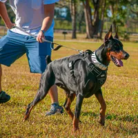 AKC Registered Full European Doberman Pinscher - Female, a  Doberman Pinscher for sale in Miami, FL – 8 of 10
