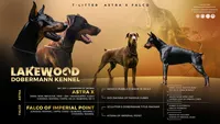 AKC Full Euro Doberman Pups  - Female , a  Doberman Pinscher for sale in Miami, FL – 10 of 10