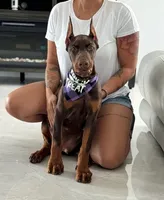 AKC Full Euro Doberman Pups  - Male, a  Doberman Pinscher for sale in Miami, FL – 2 of 10