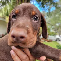 AKC Registered Full European Doberman Pinscher - Female, a  Doberman Pinscher for sale in Miami, FL – 2 of 10