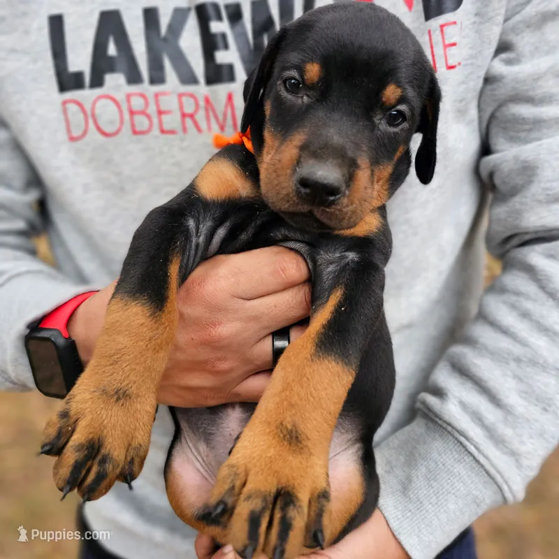 AKC Full European Dobermann – Black & Rust Male – Litter N – Doberman Pinscher puppy for sale in Miami, FL