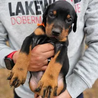 AKC Registered Full European Dobermann Pinscher - Male, a male Doberman Pinscher for sale in Miami, FL – 4 of 10