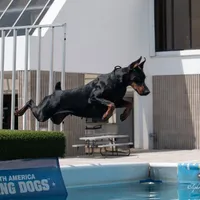 AKC Registered Full European Doberman Pinscher - Female, a  Doberman Pinscher for sale in Miami, FL – 7 of 10