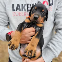 AKC Registered Full European Doberman Pinscher - Female, a  Doberman Pinscher for sale in Miami, FL – 4 of 10