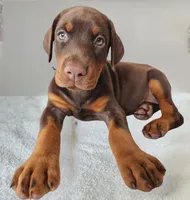 AKC Registered Full European Doberman Pinscher - Male , a  Doberman Pinscher for sale in Miami, FL – 7 of 10