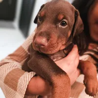 AKC Registered Full European Dobermann Pinscher - Male, a male Doberman Pinscher for sale in Miami, FL – 2 of 10