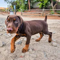 AKC Registered Full European Doberman Pinscher - Male , a  Doberman Pinscher for sale in Miami, FL – 2 of 10