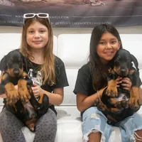 AKC Registered Full European Doberman Pinscher - Male, a  Doberman Pinscher for sale in Miami, FL – 6 of 10