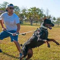 AKC Registered Full European Doberman Pinscher - Female, a  Doberman Pinscher for sale in Miami, FL – 6 of 10
