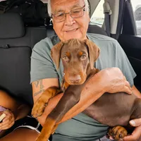 AKC Registered Full European Dobermann Pinscher - Male, a male Doberman Pinscher for sale in Miami, FL – 4 of 10